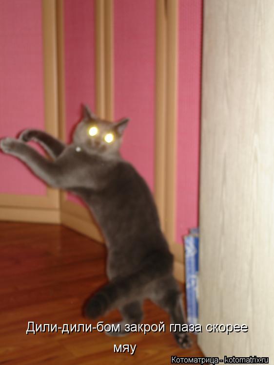 Котоматрица: Дили-дили-бом закрой глаза скорее  мяу