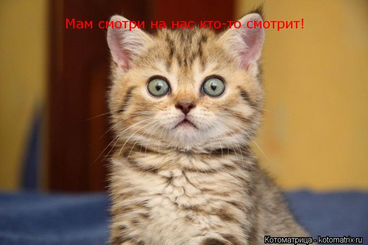 Котоматрица: Мам смотри на нас кто-то смотрит!
