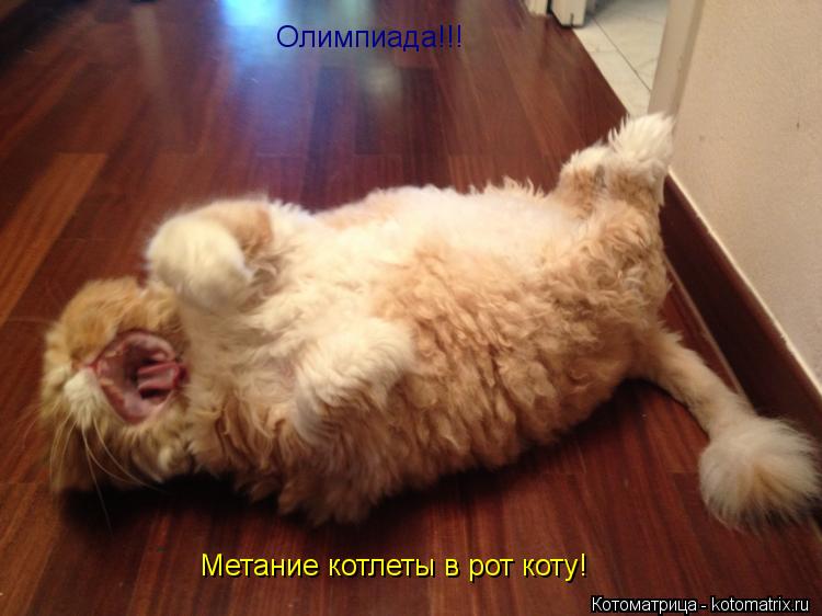 Котоматрица: Олимпиада!!! Метание котлеты в рот коту!