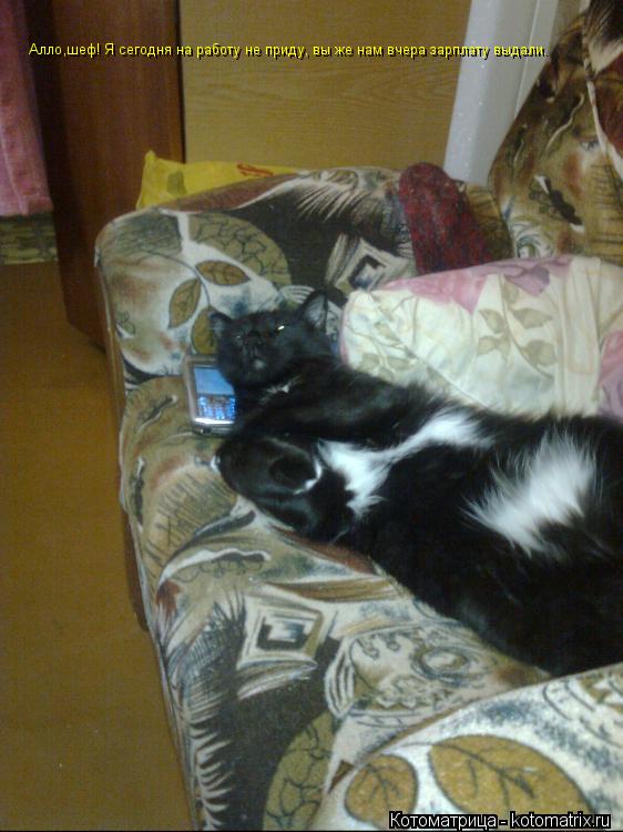 Котоматрица: Алло,шеф! Я сегодня на работу не приду, вы же нам вчера зарплату выдали.