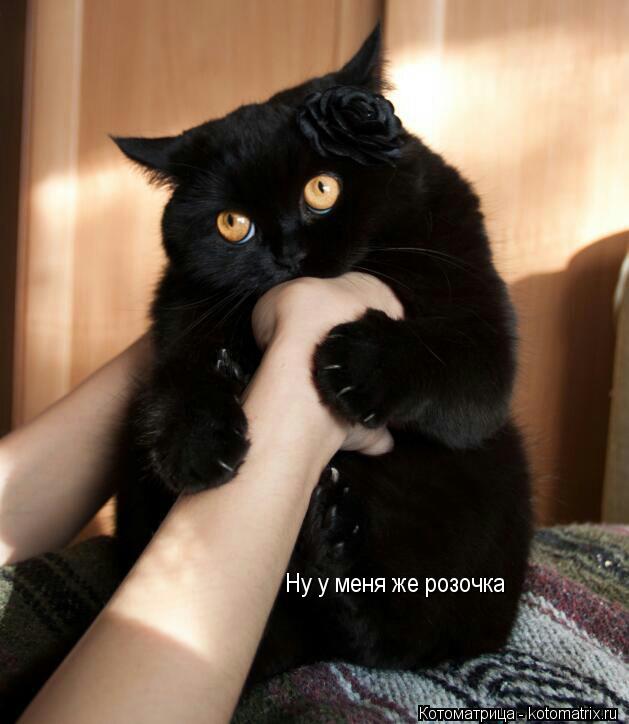 Котоматрица: Ну у меня же розочка