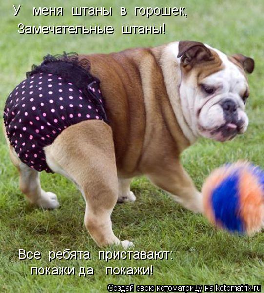 Котоматрица: У   меня  штаны  в  горошек, Замечательные  штаны! Все  ребята  приставают: покажи да   покажи!
