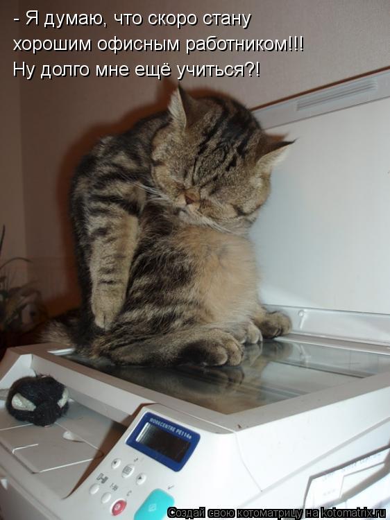 Котоматрица: - Я думаю, что скоро стану  хорошим офисным работником!!! Ну долго мне ещё учиться?!