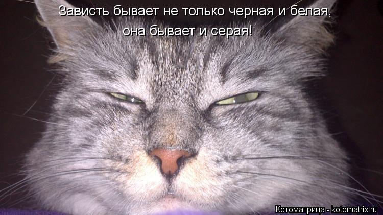 Котоматрица: Зависть бывает не только черная и белая, она бывает и серая!