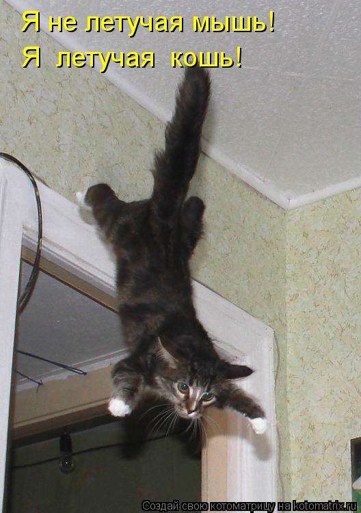 Котоматрица: Я не летучая мышь! Я  летучая  кошь!