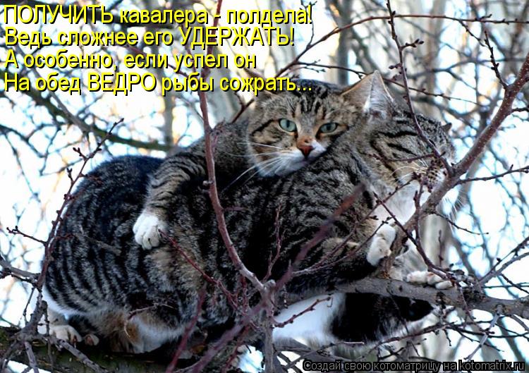 ПОЛУЧИТЬ кавалера - полдела! Ведь сложнее его УДЕРЖАТЬ! А особенно, если успел он На обед ВЕДРО рыбы ... Котоматрица: ПОЛУЧИТЬ кавалера - полдела! Ведь сложнее его УДЕРЖАТЬ! А особенно, если успел он На обед ВЕДРО рыбы сожрать...