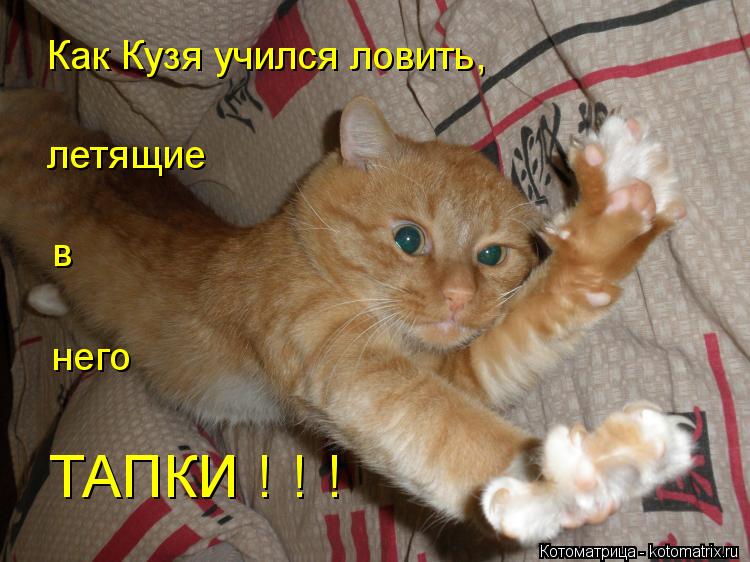 Котоматрица: Как Кузя учился ловить, летящие в него ТАПКИ ! ! !