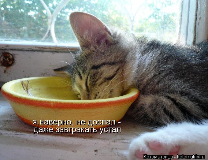 Котоматрица: я,наверно, не доспал - даже завтракать устал
