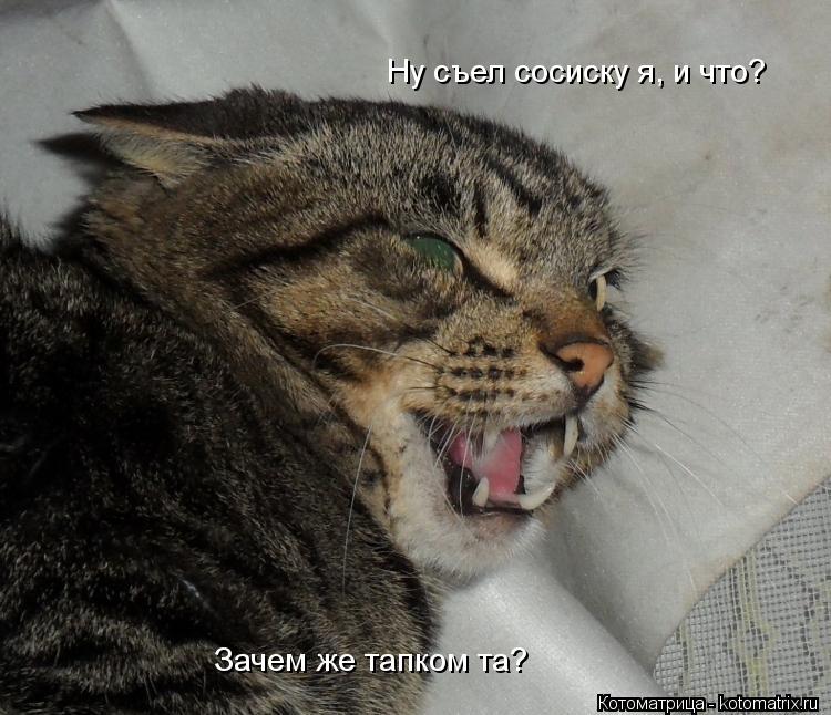 Котоматрица: Ну съел сосиску я, и что? Зачем же тапком та?
