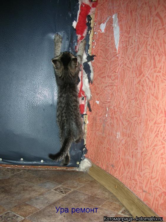 Котоматрица: Ура ремонт