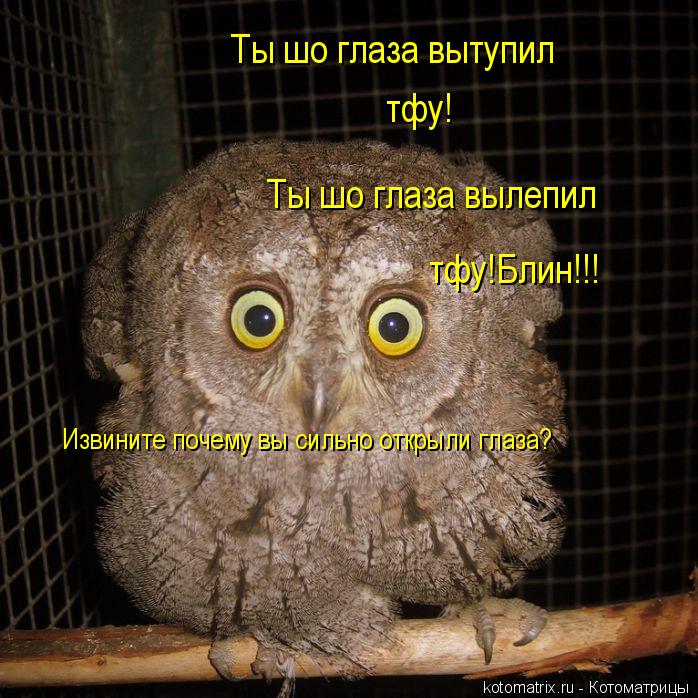 Котоматрица: Ты шо глаза вытупил Ты шо глаза вылепил тфу! тфу!Блин!!! Извините почему вы сильно открыли глаза?