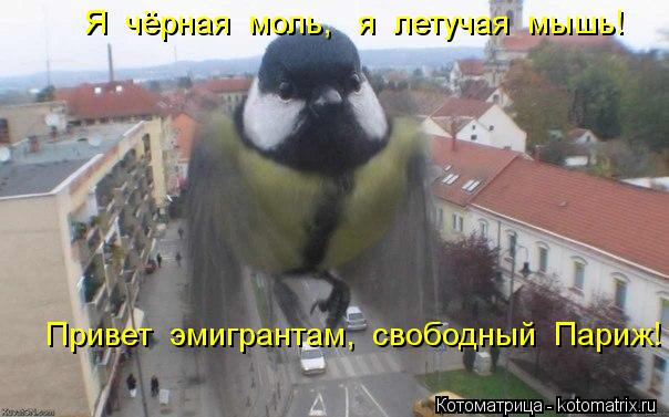 Котоматрица: Привет  эмигрантам,  свободный  Париж! Я  чёрная  моль,   я  летучая  мышь!