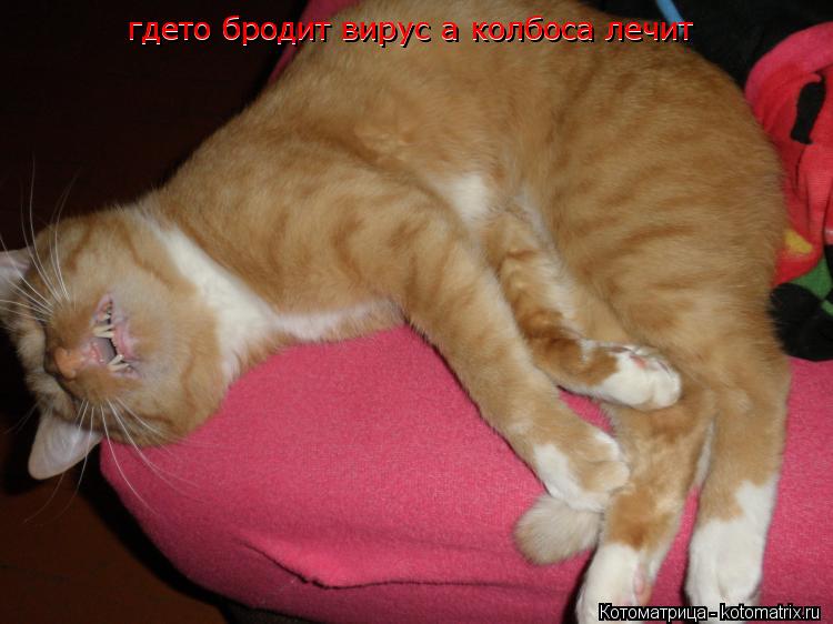 Котоматрица: гдето бродит вирус а колбоса лечит  гдето бродит вирус а колбоса лечит