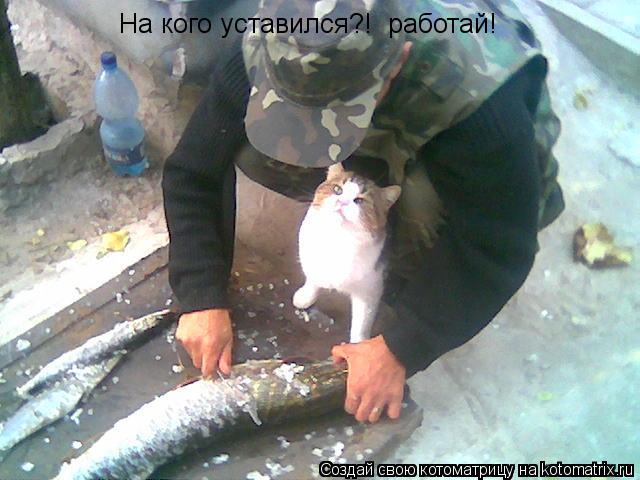Котоматрица: На кого уставился?!  работай!