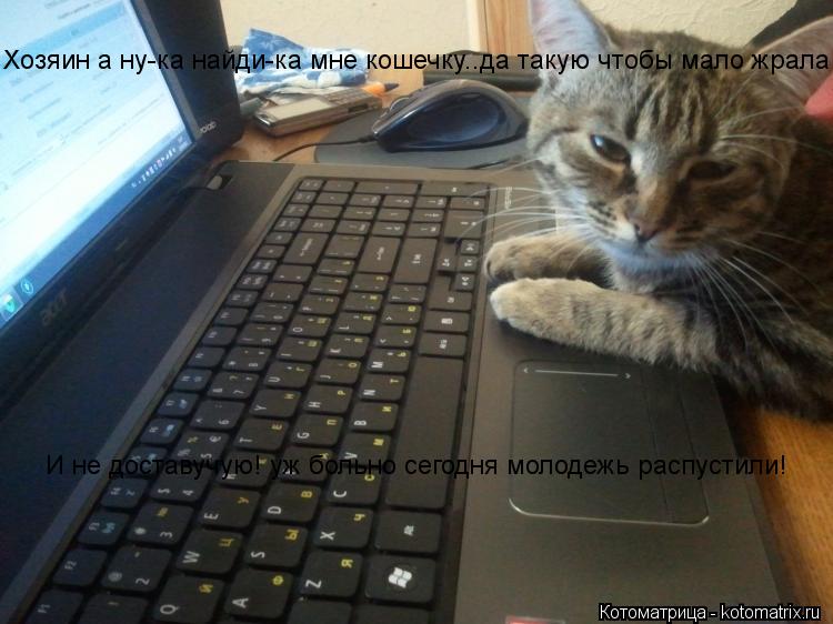 Котоматрица: Хозяин а ну-ка найди-ка мне кошечку..да такую чтобы мало жрала  И не доставучую! уж больно сегодня молодежь распустили!