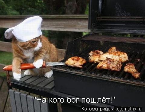 Котоматрица: "На кого бог пошлёт!"