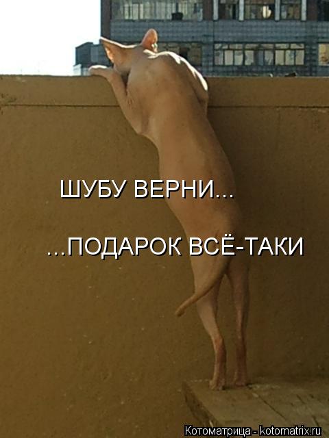 Котоматрица: ШУБУ ВЕРНИ... ...ПОДАРОК ВСЁ-ТАКИ