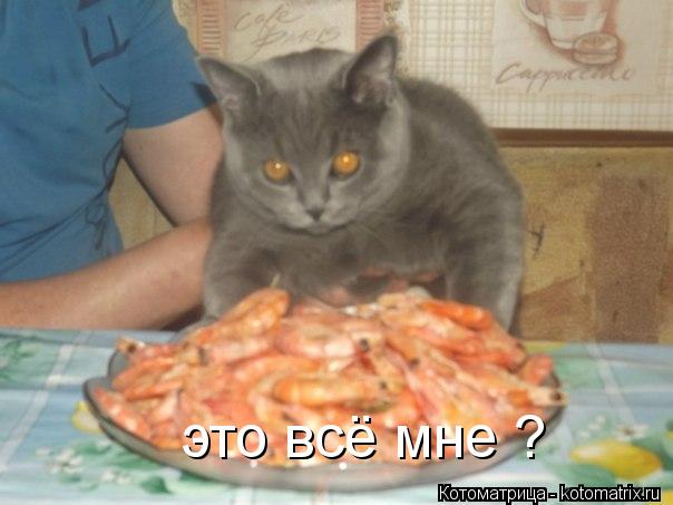 Котоматрица: это всё мне ?