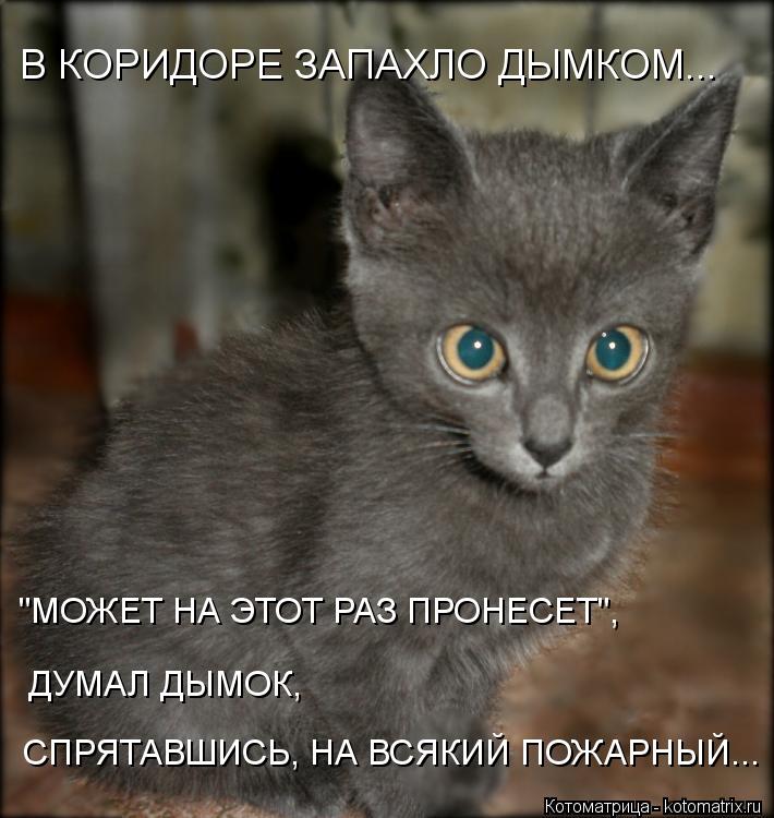 Котоматрица: В КОРИДОРЕ ЗАПАХЛО ДЫМКОМ... СПРЯТАВШИСЬ, НА ВСЯКИЙ ПОЖАРНЫЙ... "МОЖЕТ НА ЭТОТ РАЗ ПРОНЕСЕТ", ДУМАЛ ДЫМОК,