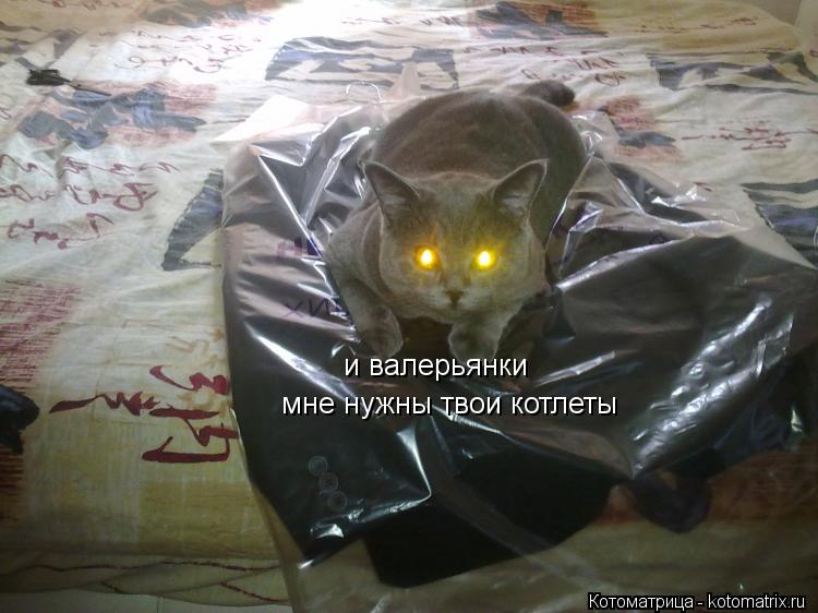 Котоматрица: мне нужны твои котлеты и валерьянки