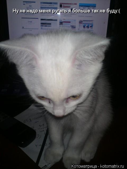 Котоматрица: Ну не надо меня ругать я больше так не буду:(