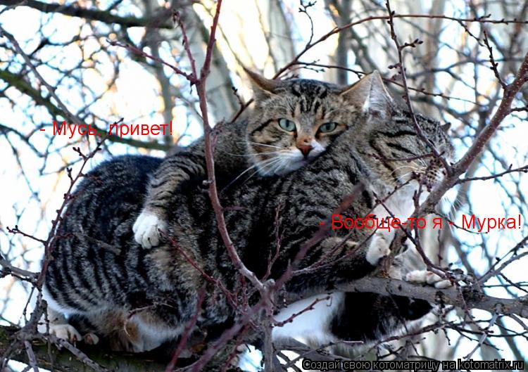 Котоматрица: - Мусь, привет! - Вообще-то я - Мурка!