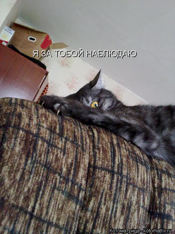 Котоматрица: Я ЗА ТОБОЙ НАБЛЮДАЮ
