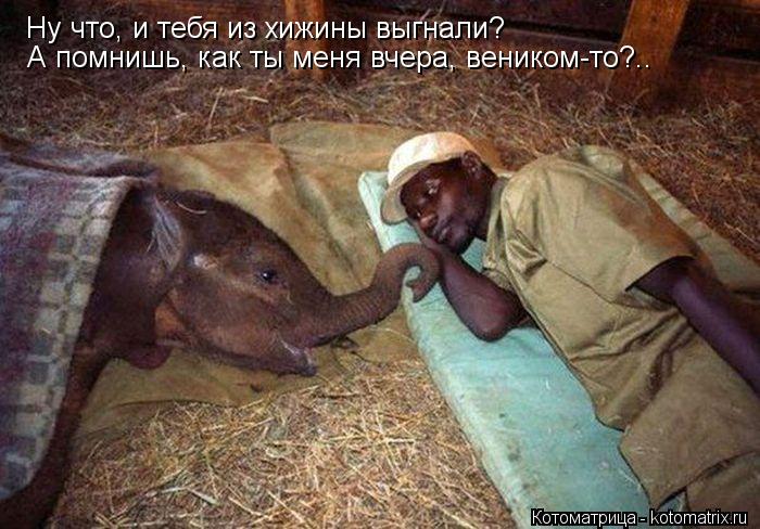 Котоматрица: Ну что, и тебя из хижины выгнали? А помнишь, как ты меня вчера, веником-то?..