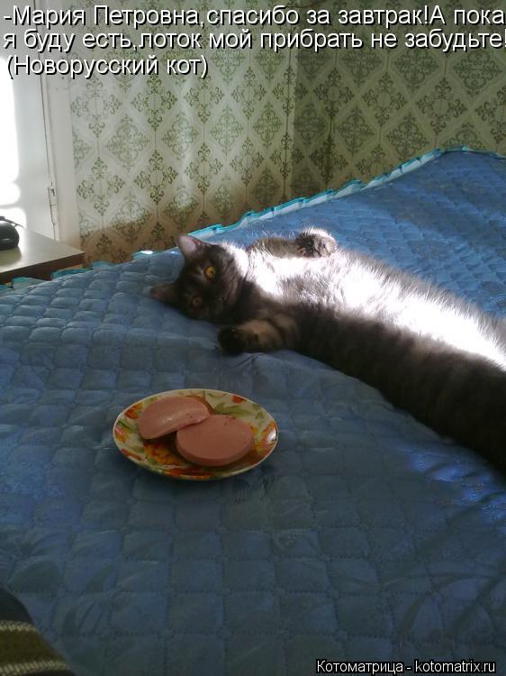 Котоматрица: -Мария Петровна,спасибо за завтрак!А пока я буду есть,лоток мой прибрать не забудьте! (Новорусский кот)