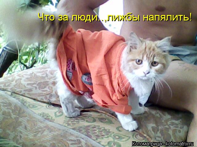 Что за люди..,лижбы напялить!... Котоматрица: Что за люди..,лижбы напялить!