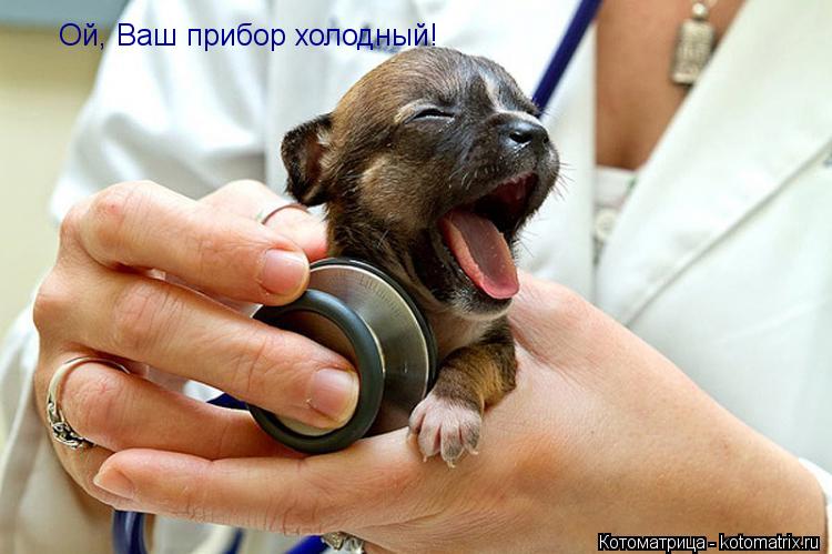 Котоматрица: Ой, Ваш прибор холодный!