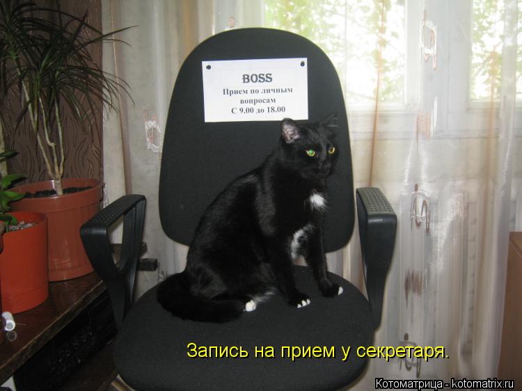 Котоматрица: Запись на прием у секретаря.