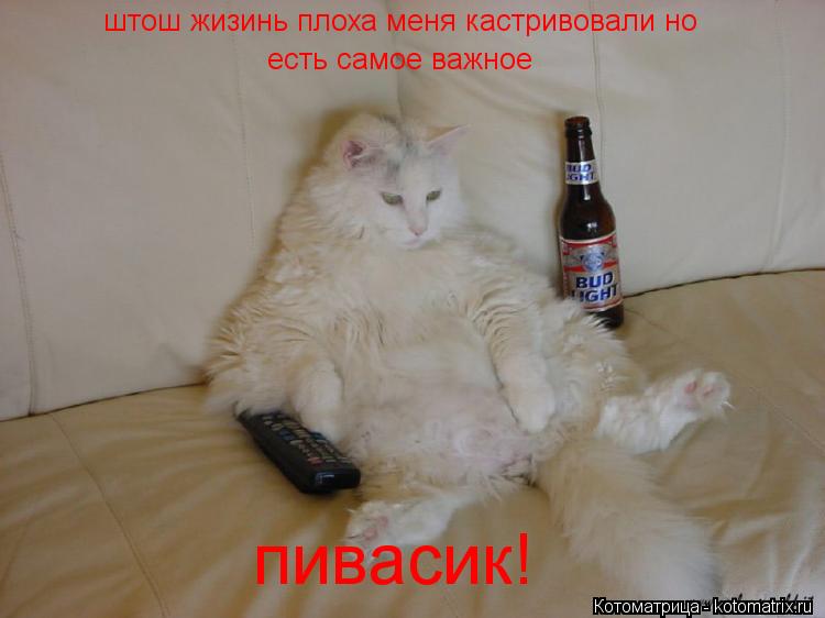 штош жизинь плоха меня кастривовали но есть самое важное пивасик!... Котоматрица: штош жизинь плоха меня кастривовали но есть самое важное пивасик!