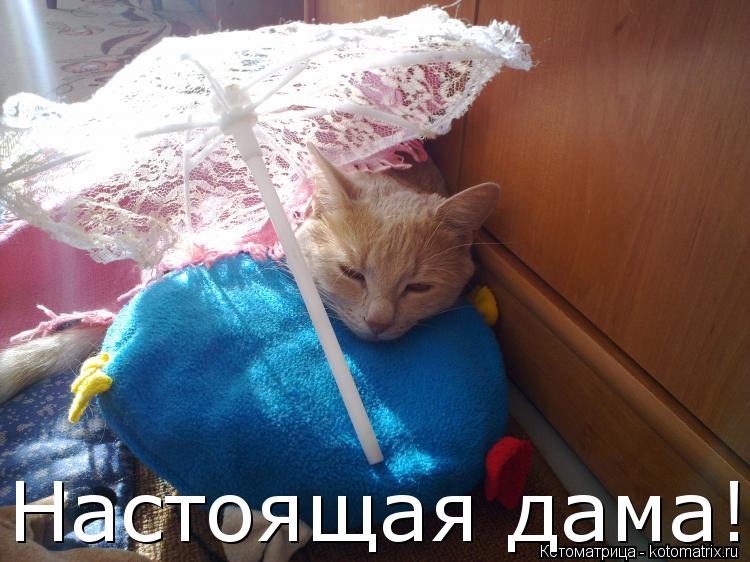 Котоматрица: Настоящая дама!