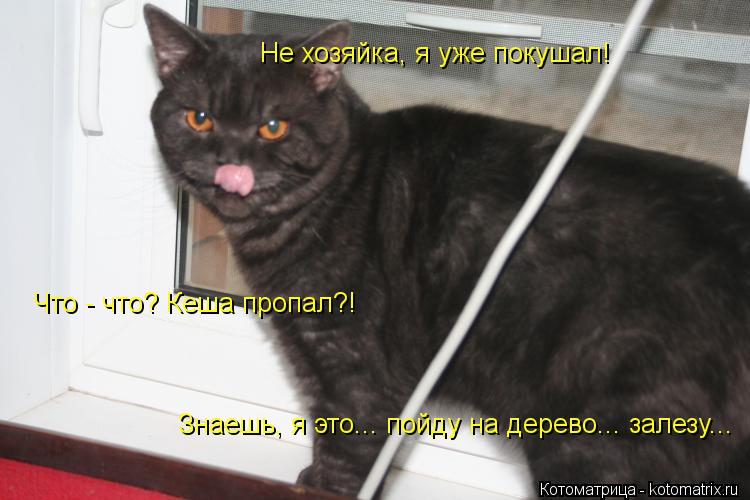 Котоматрица: Не хозяйка, я уже покушал! Что - что? Кеша пропал?! Знаешь, я это... пойду на дерево... залезу...
