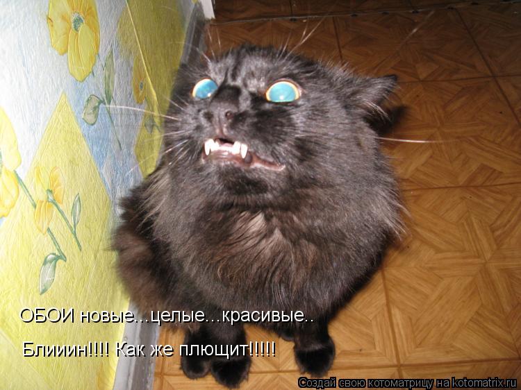 ОБОИ новые...целые...красивые.. Блииин!!!! Как же плющит!!!!!... Котоматрица: ОБОИ новые...целые...красивые.. Блииин!!!! Как же плющит!!!!!