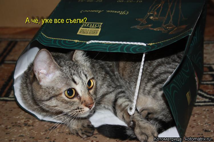 Котоматрица: А чё, уже все съели?