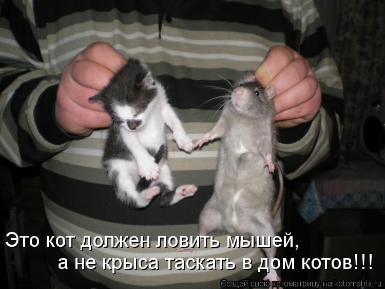 Котоматрица: Это кот должен ловить мышей, а не крыса таскать в дом котов!!!