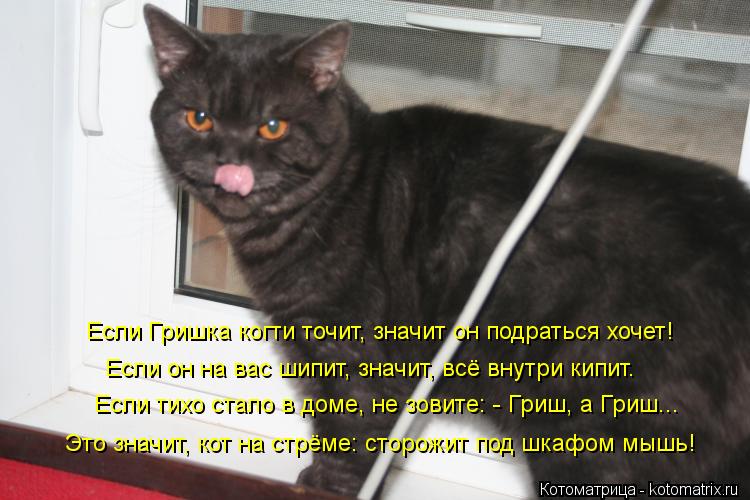 Котоматрица: Если Гришка когти точит, значит он подраться хочет! Если он на вас шипит, значит, всё внутри кипит. Если тихо стало в доме, не зовите: - Гриш, а 