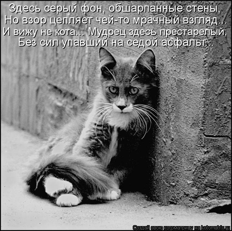 Котоматрица: Здесь серый фон, обшарпанные стены, Но взор цепляет чей-то мрачный взгляд... И вижу не кота... Мудрец здесь престарелый, Без сил упавший на сед