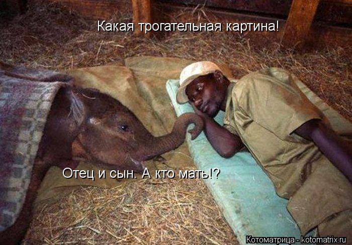 Котоматрица: Какая трогательная картина! Отец и сын. А кто мать!?