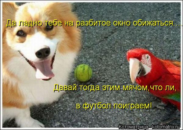 Да ладно тебе на разбитое окно обижаться.... Давай тогда этим мячом,что ли, в футбол поиграем!... Котоматрица: Да ладно тебе на разбитое окно обижаться.... Давай тогда этим мячом,что ли, в футбол поиграем!