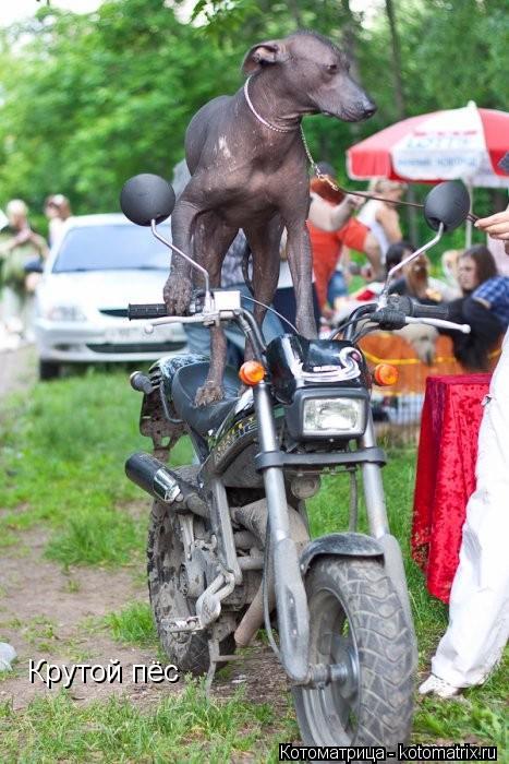 Крутой пёс... Котоматрица: Крутой пёс