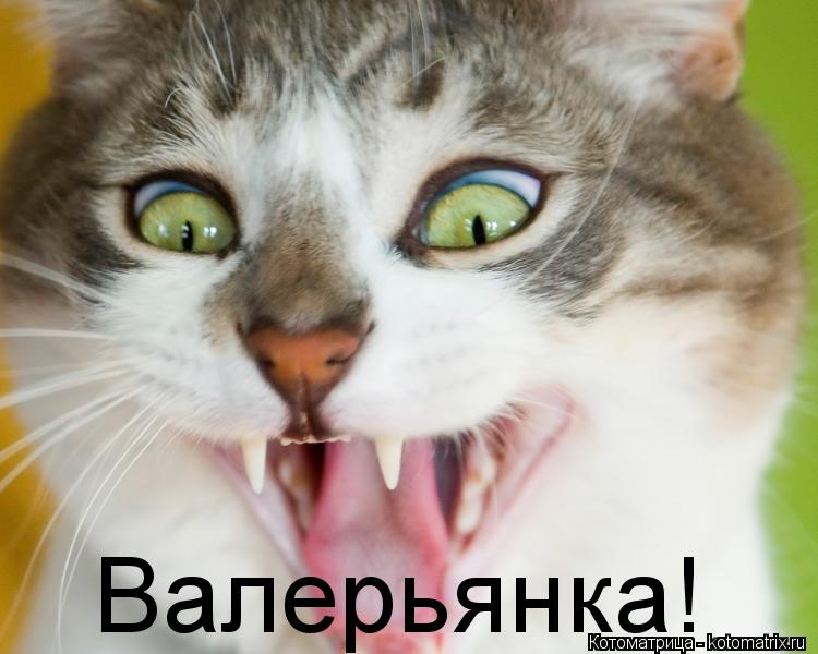 Валерьянка!... Котоматрица: Валерьянка!