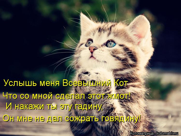 Услышь меня Всевышний Кот Что со мной сделал этот жмот! И накажи ты эту гадину, Он мне не дал сож... Котоматрица: Услышь меня Всевышний Кот Что со мной сделал этот жмот! И накажи ты эту гадину, Он мне не дал сожрать говядину!