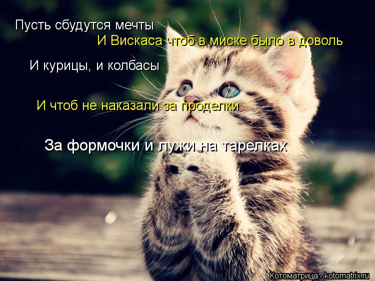 Пусть сбудутся мечты И Вискаса чтоб в миске было в доволь И курицы, и колбасы И чтоб не наказали за п... Котоматрица: Пусть сбудутся мечты И Вискаса чтоб в миске было в доволь И курицы, и колбасы И чтоб не наказали за проделки За формочки и лужи на тарелках