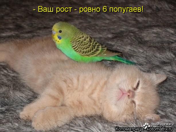 Котоматрица: - Ваш рост - ровно 6 попугаев!