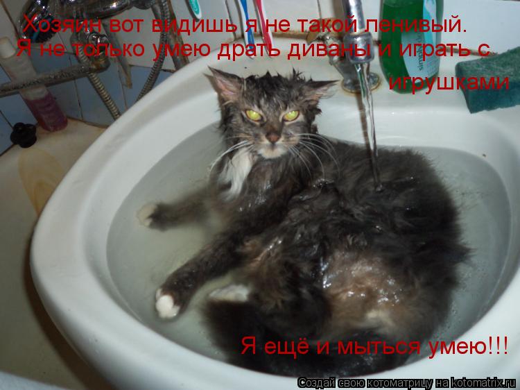 Хозяин вот видишь я не такой ленивый. Я не только умею драть диваны и играть с игрушками Я ещё и мыть... Котоматрица: Хозяин вот видишь я не такой ленивый. Я не только умею драть диваны и играть с игрушками Я ещё и мыться умею!!!