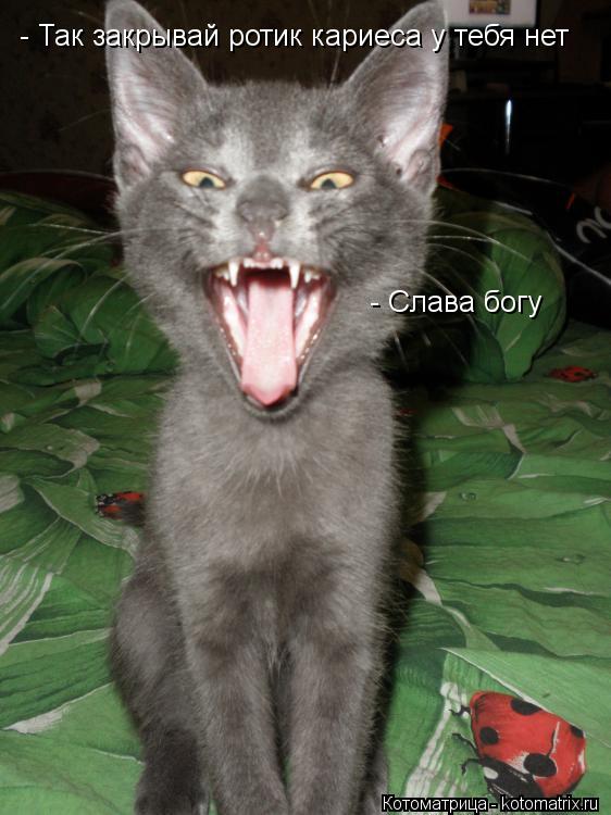 Котоматрица: - Так закрывай ротик кариеса у тебя нет - Слава богу