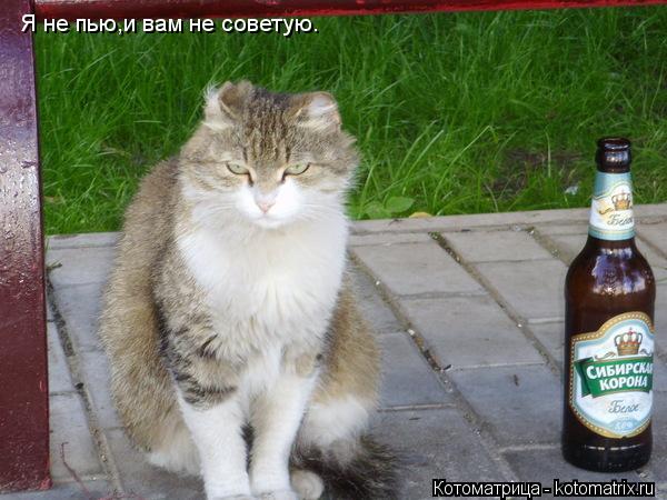 Котоматрица: Я не пью,и вам не советую.